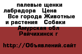 палевые щенки лабрадора › Цена ­ 30 000 - Все города Животные и растения » Собаки   . Амурская обл.,Райчихинск г.